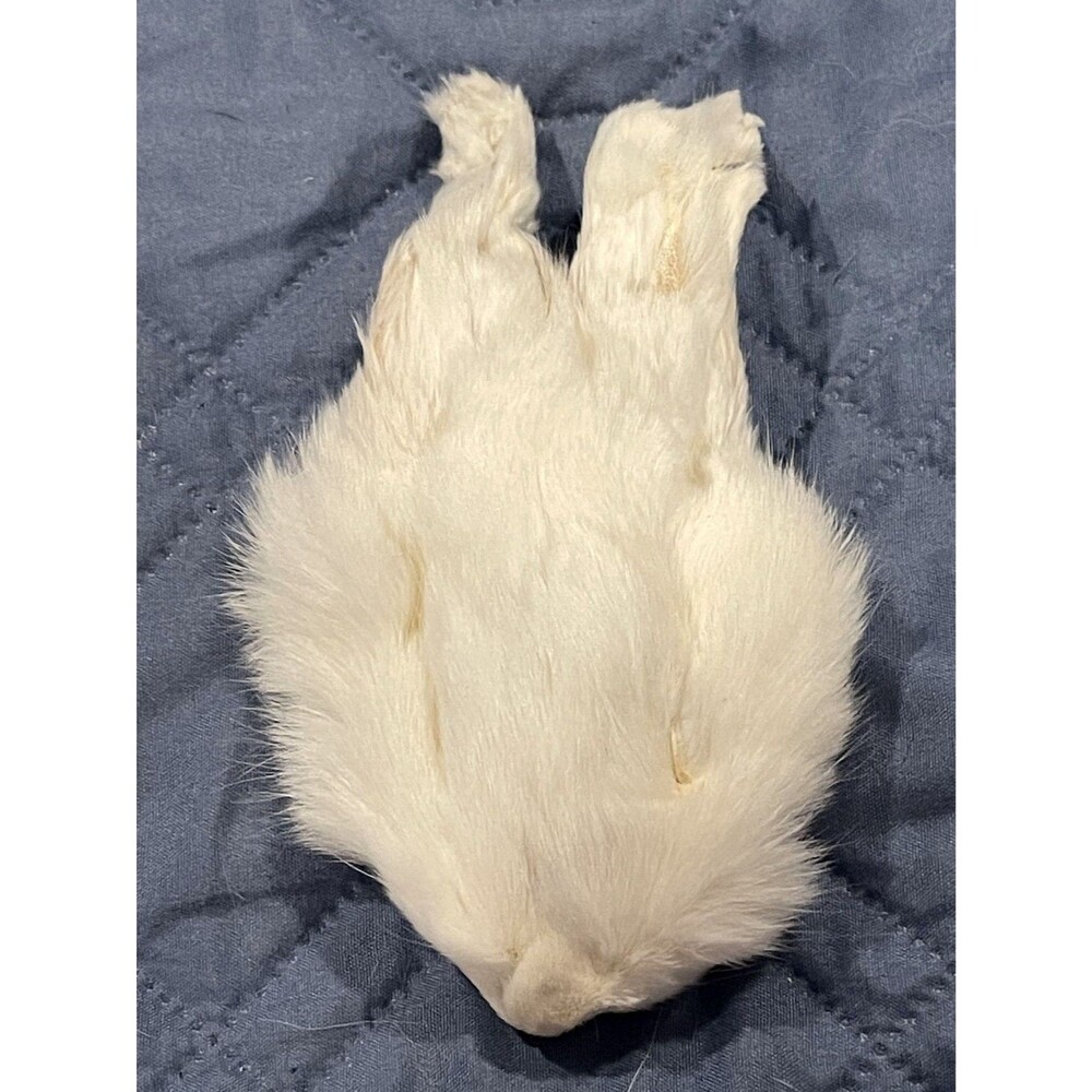 Genuine White Rabbit Face Cream Pelt Real Fur Taxidermy Oddities Curios Craft